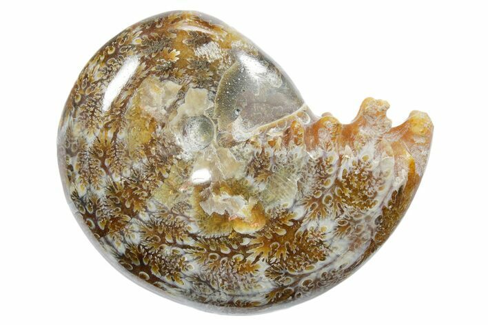 Polished Ammonite (Phylloceras) Fossil - Madagascar #349807